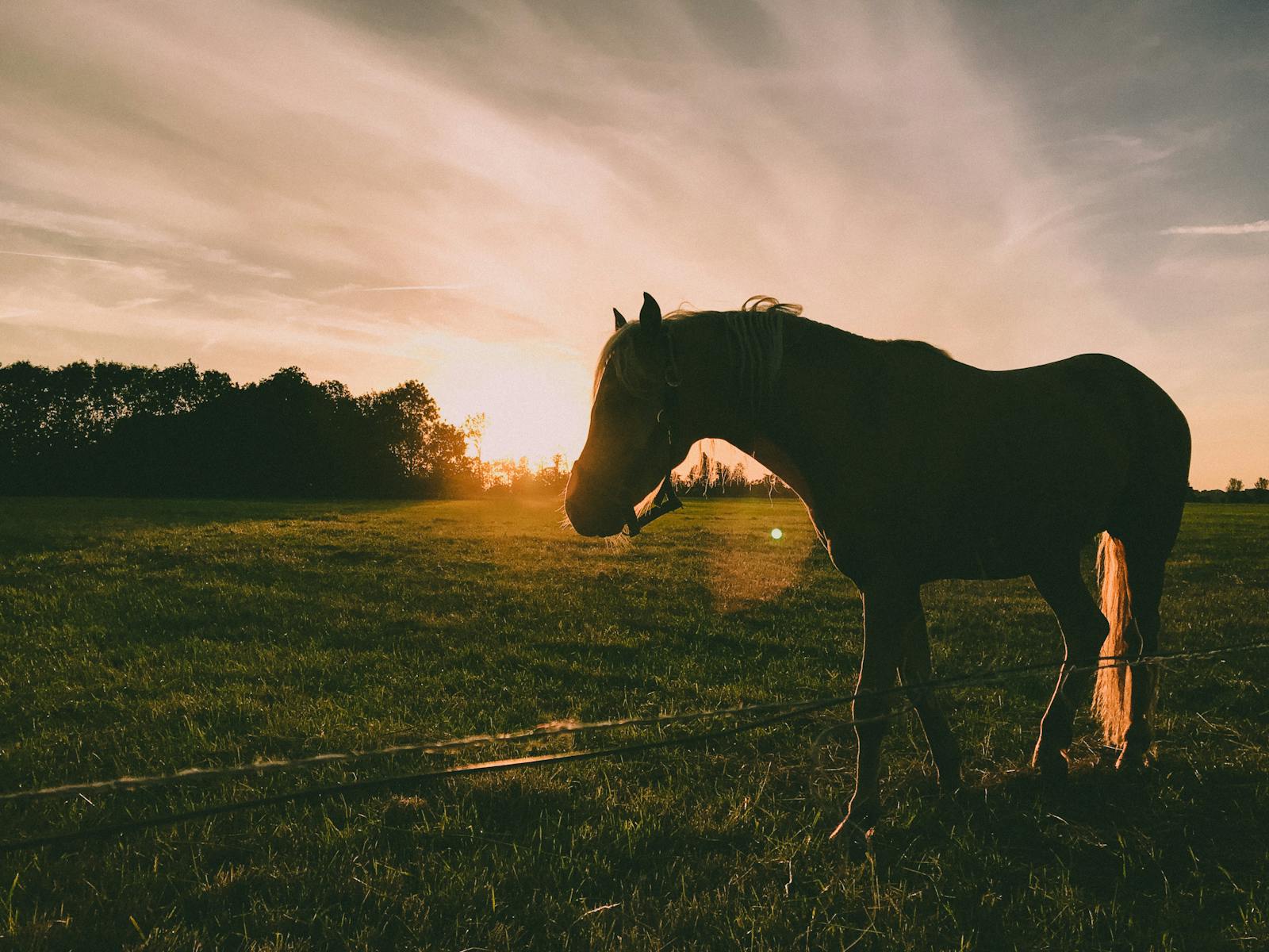 A beautiful silhouette of a horse on a farm at sunset, capturing the serene landscape in Schokland, Netherlands.
